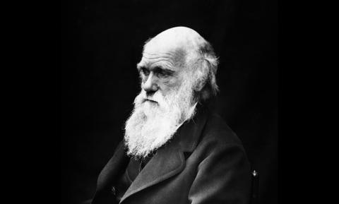 darwin