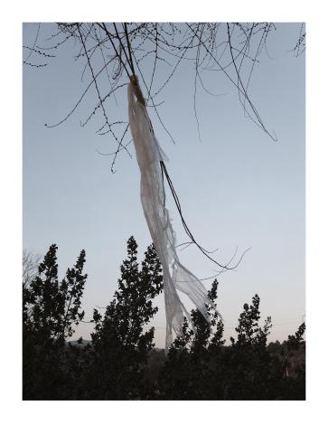 Coses penjades dels arbres