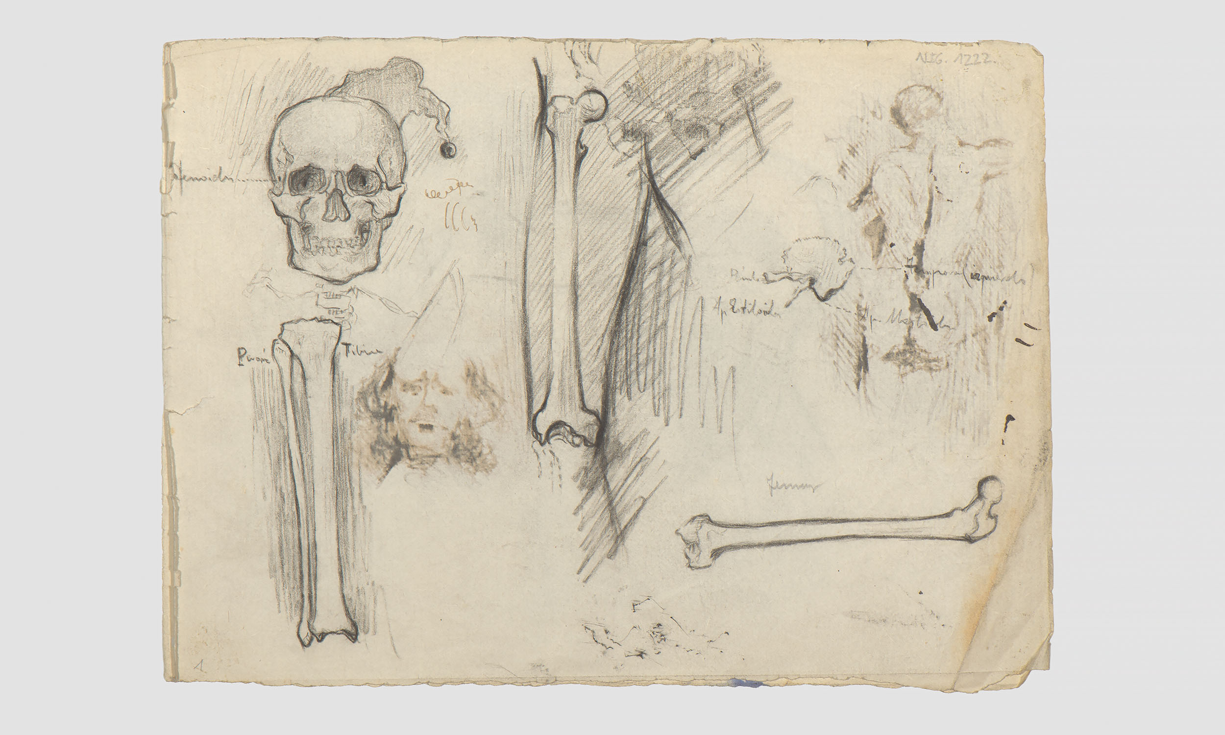 Estudi d'anatomia amb inscripcions manuscrites | Julio Antonio (Rodríguez Hernández, Julio Antonio)