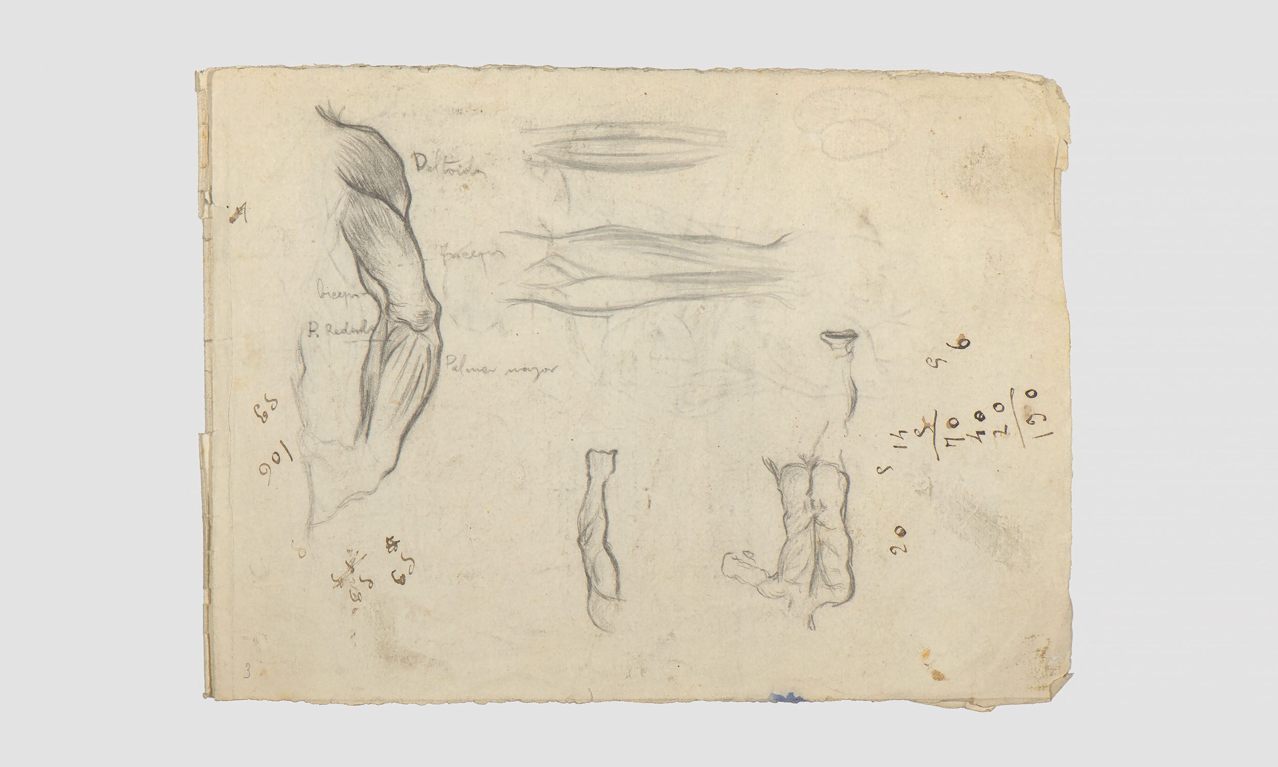 Estudis d'anatomia amb inscripcions manuscrites | Julio Antonio (Rodríguez Hernández, Julio Antonio)