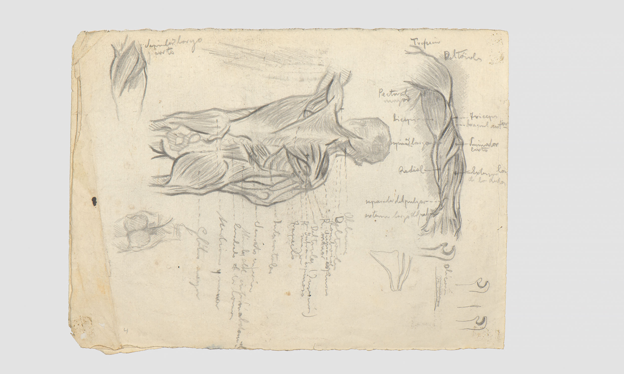 Estudis d'anatomia amb inscripcions manuscrites | Julio Antonio (Rodríguez Hernández, Julio Antonio)