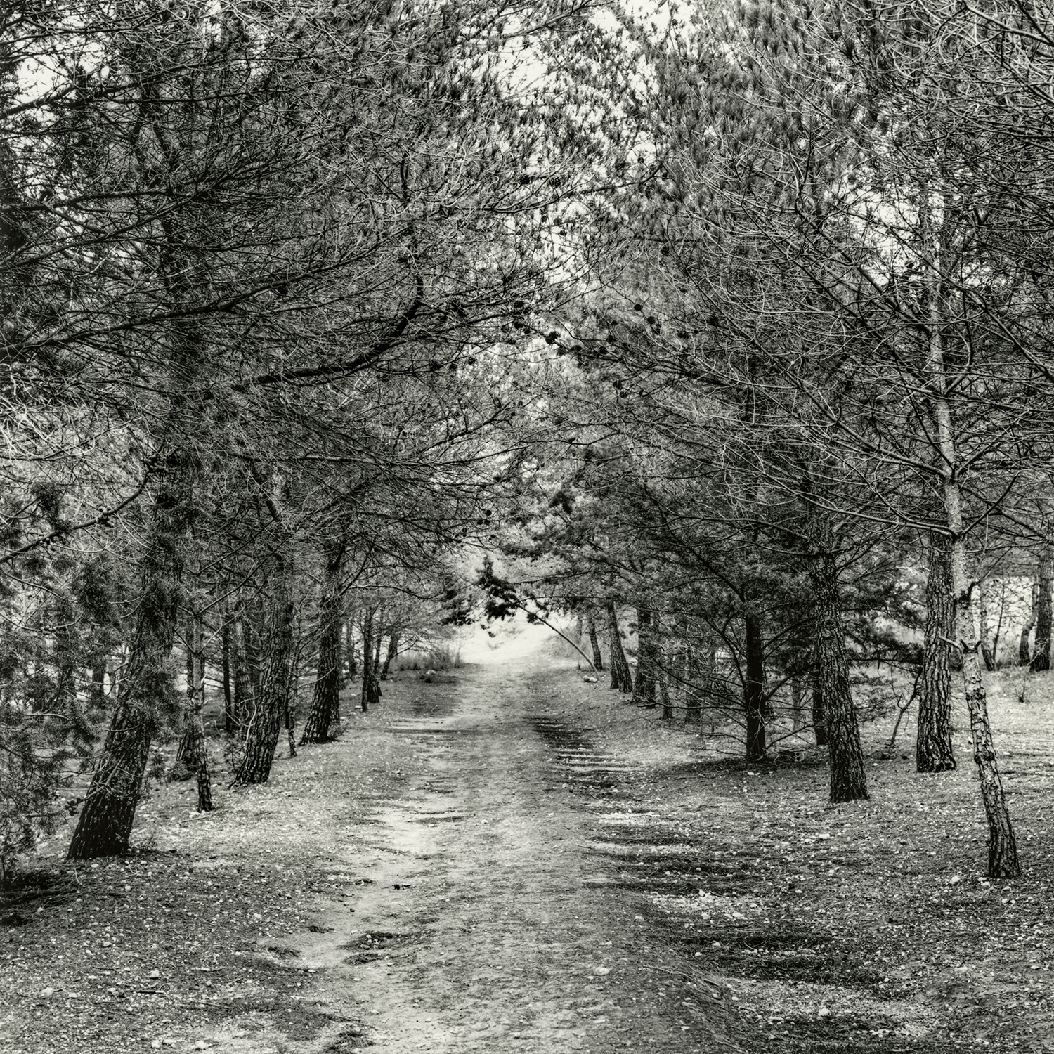 Zona Urbanització Els Pinars | Cornadó Serra, Ramon