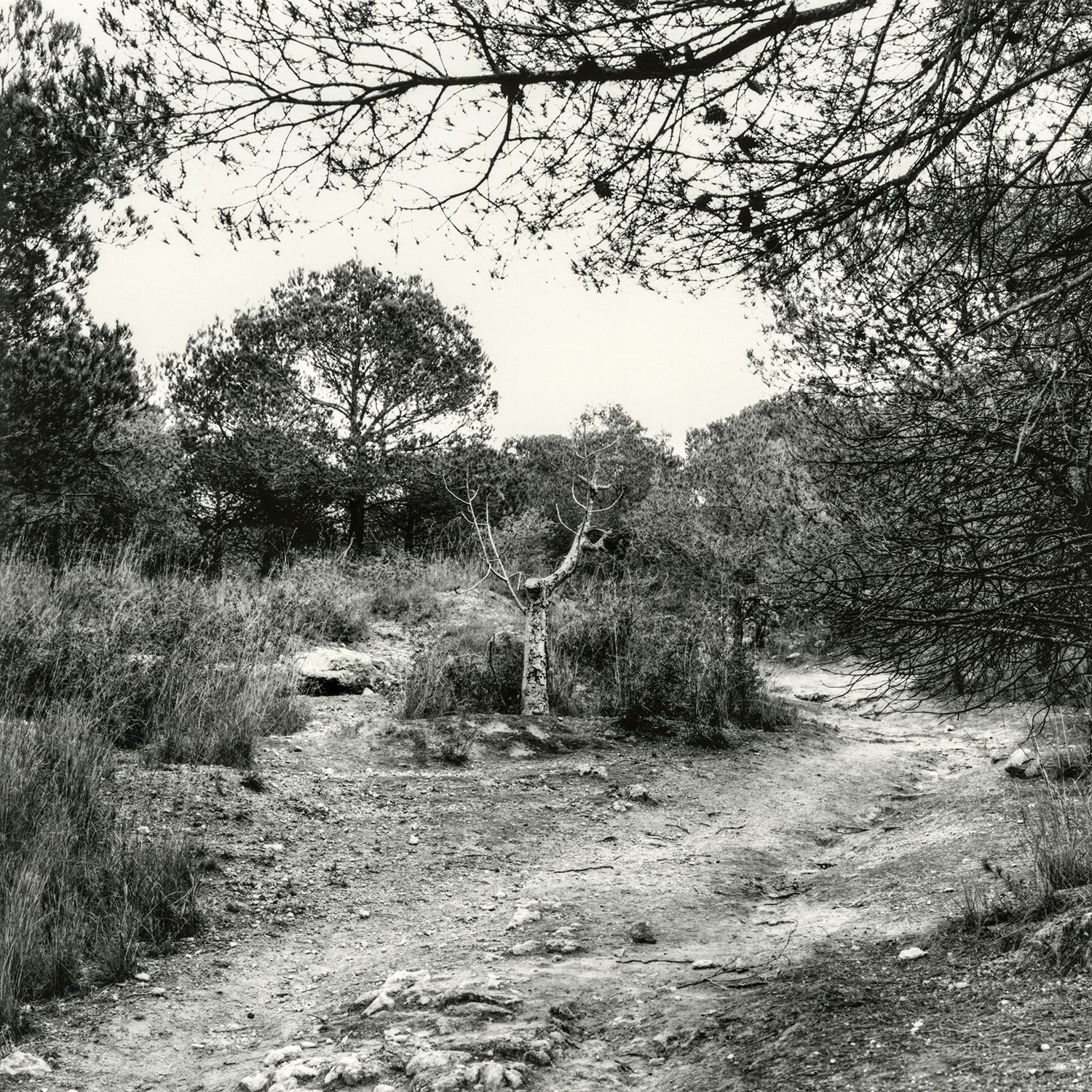 Zona Urbanització Els Pinars. Camí de la Budellera | Cornadó Serra, Ramon