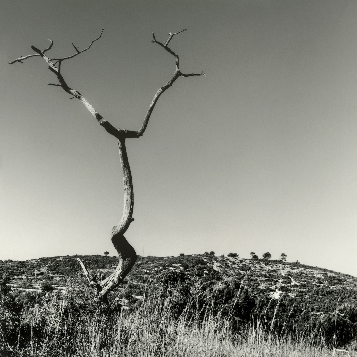 Camí de la Budellera | Cornadó Serra, Ramon