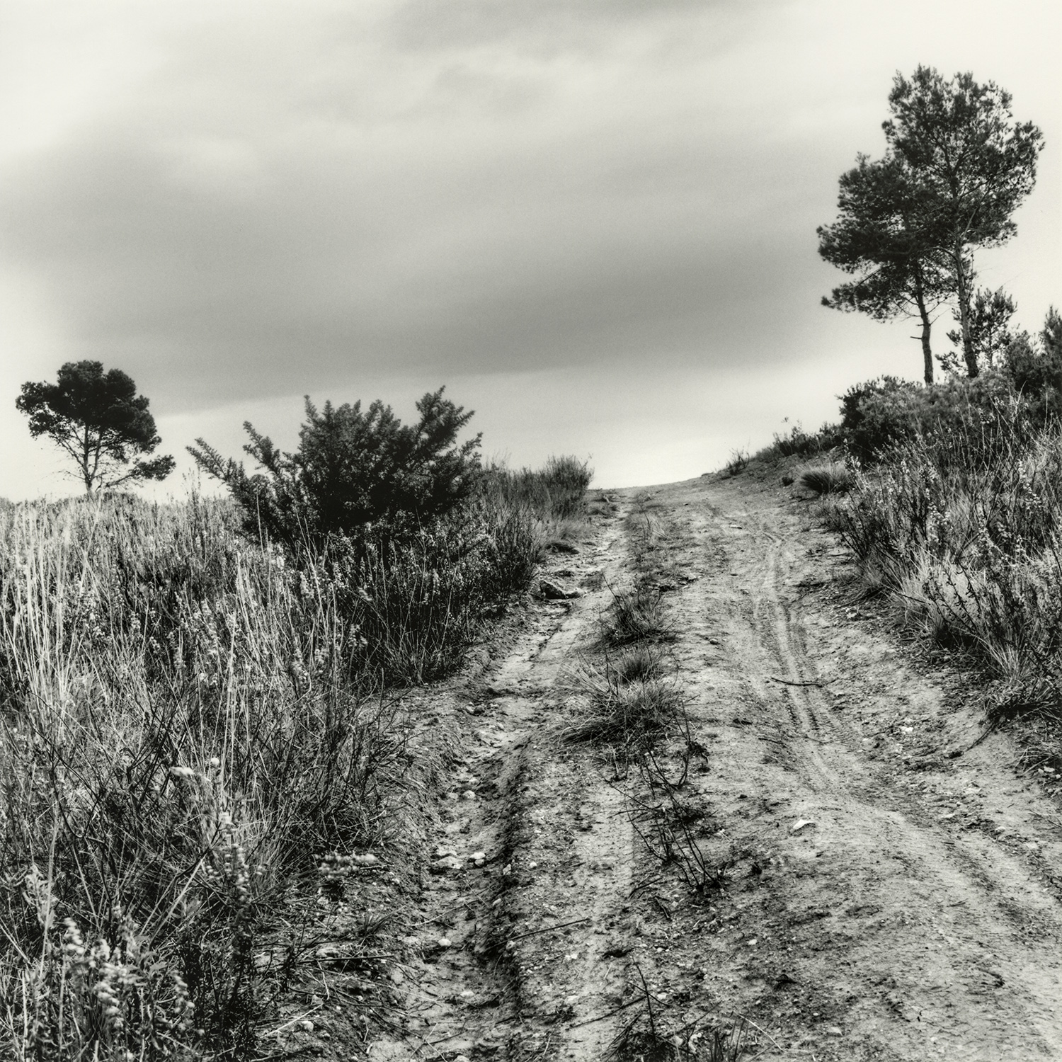 Zona Boscos de Tarragona | Cornadó Serra, Ramon
