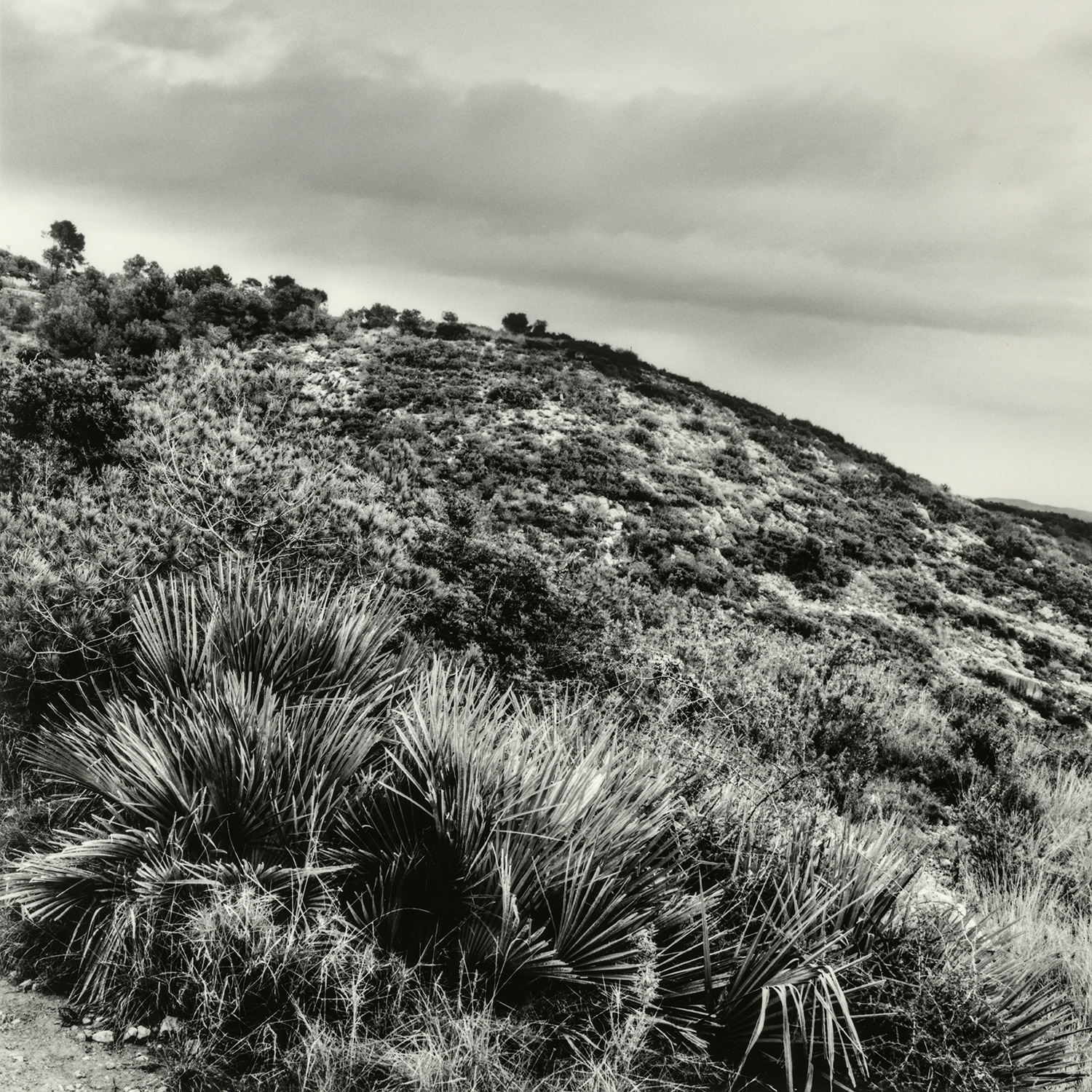 La Budellera | Cornadó Serra, Ramon