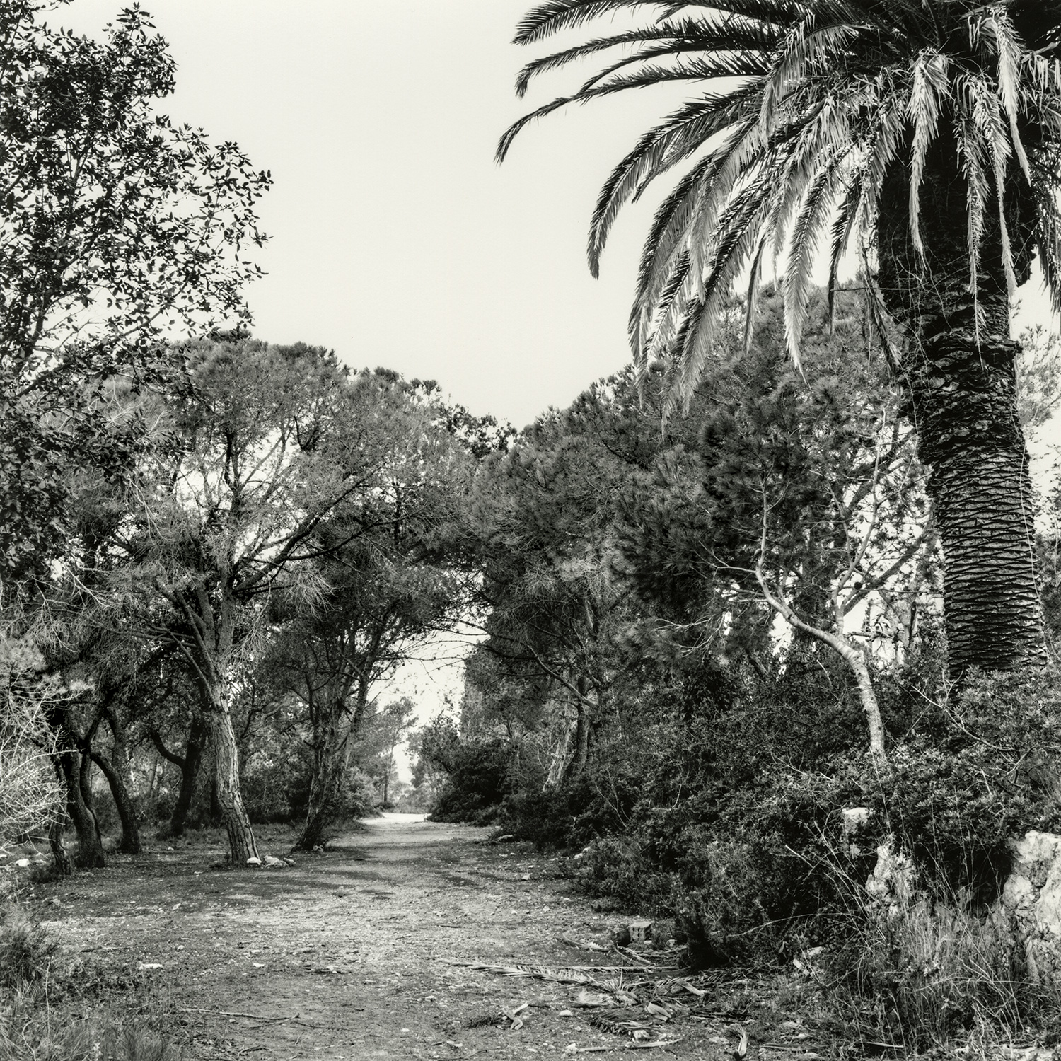 Mas de l'Àngel | Cornadó Serra, Ramon