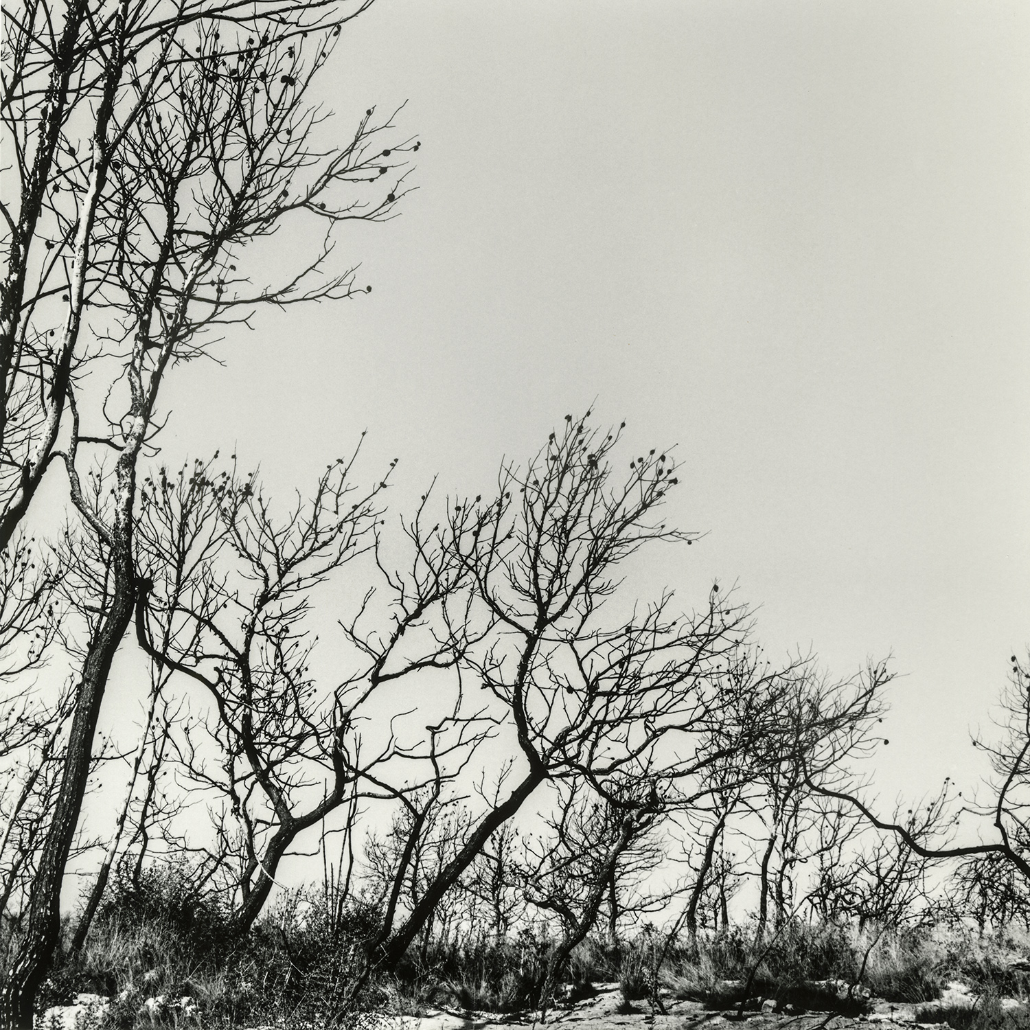 Bosc de Mas Cusidó | Cornadó Serra, Ramon