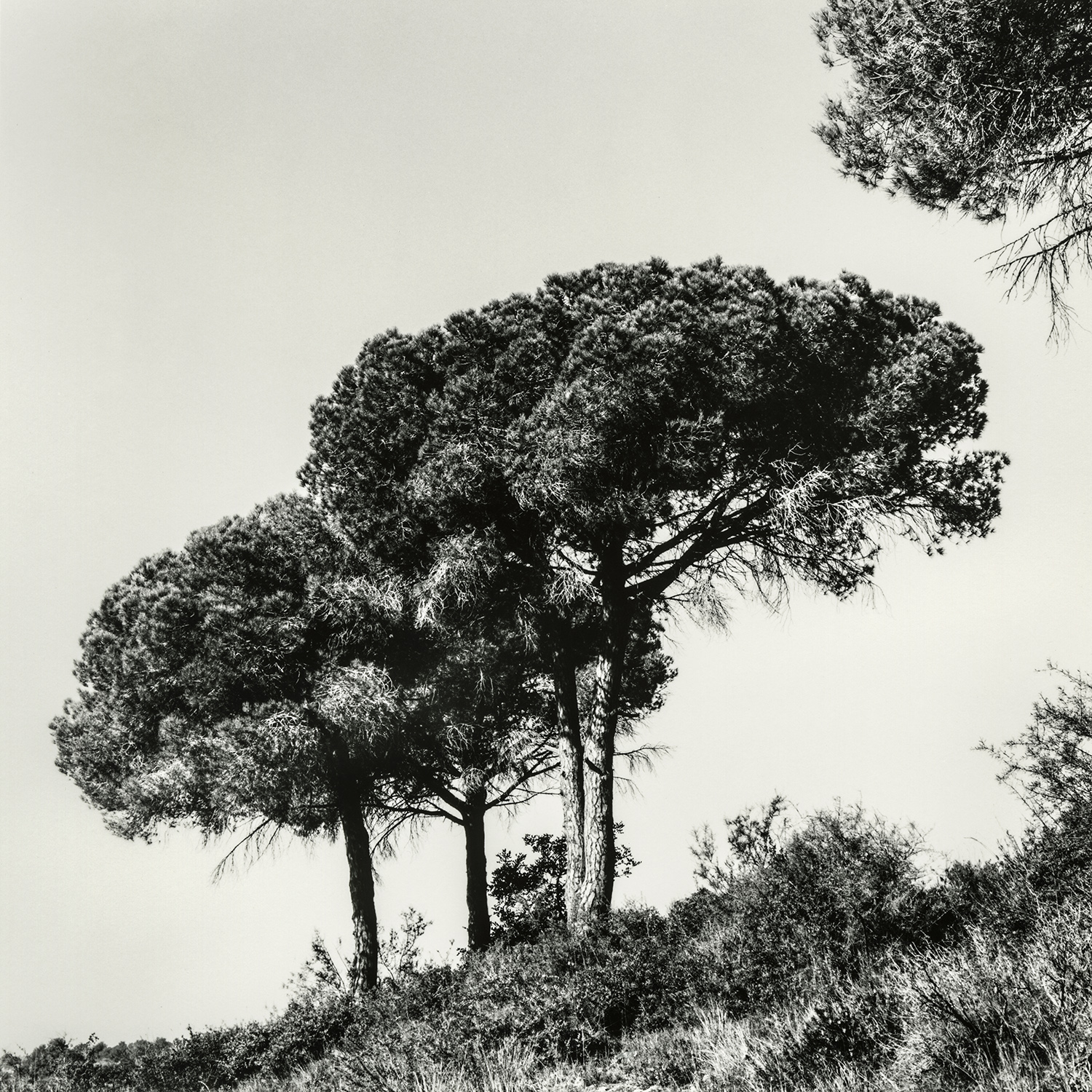 Zona Coves del Llorito | Cornadó Serra, Ramon
