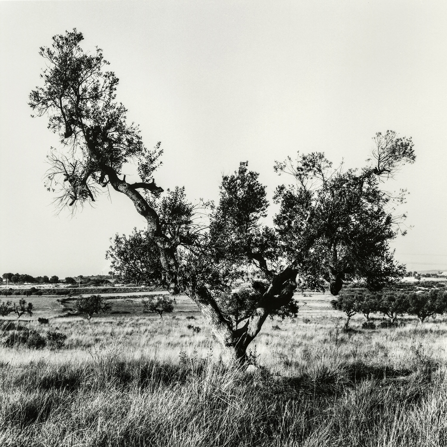 Bonavista | Cornadó Serra, Ramon