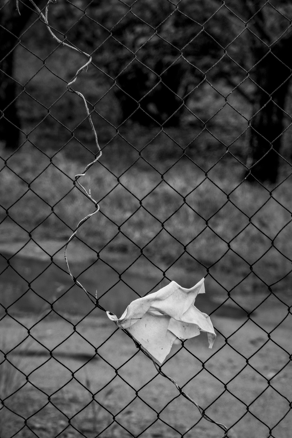 Diàlegs callats-28 | Cornadó Serra, Ramon