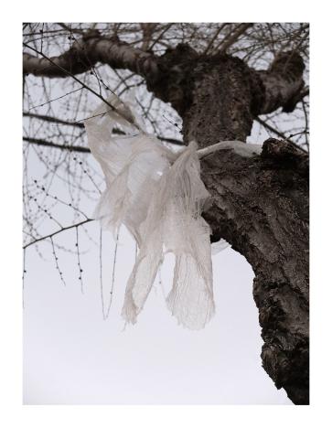 Coses penjades dels arbres