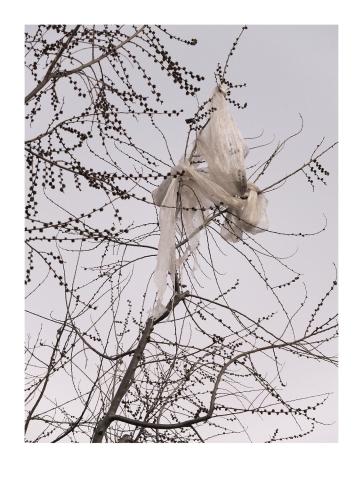 Coses penjades dels arbres