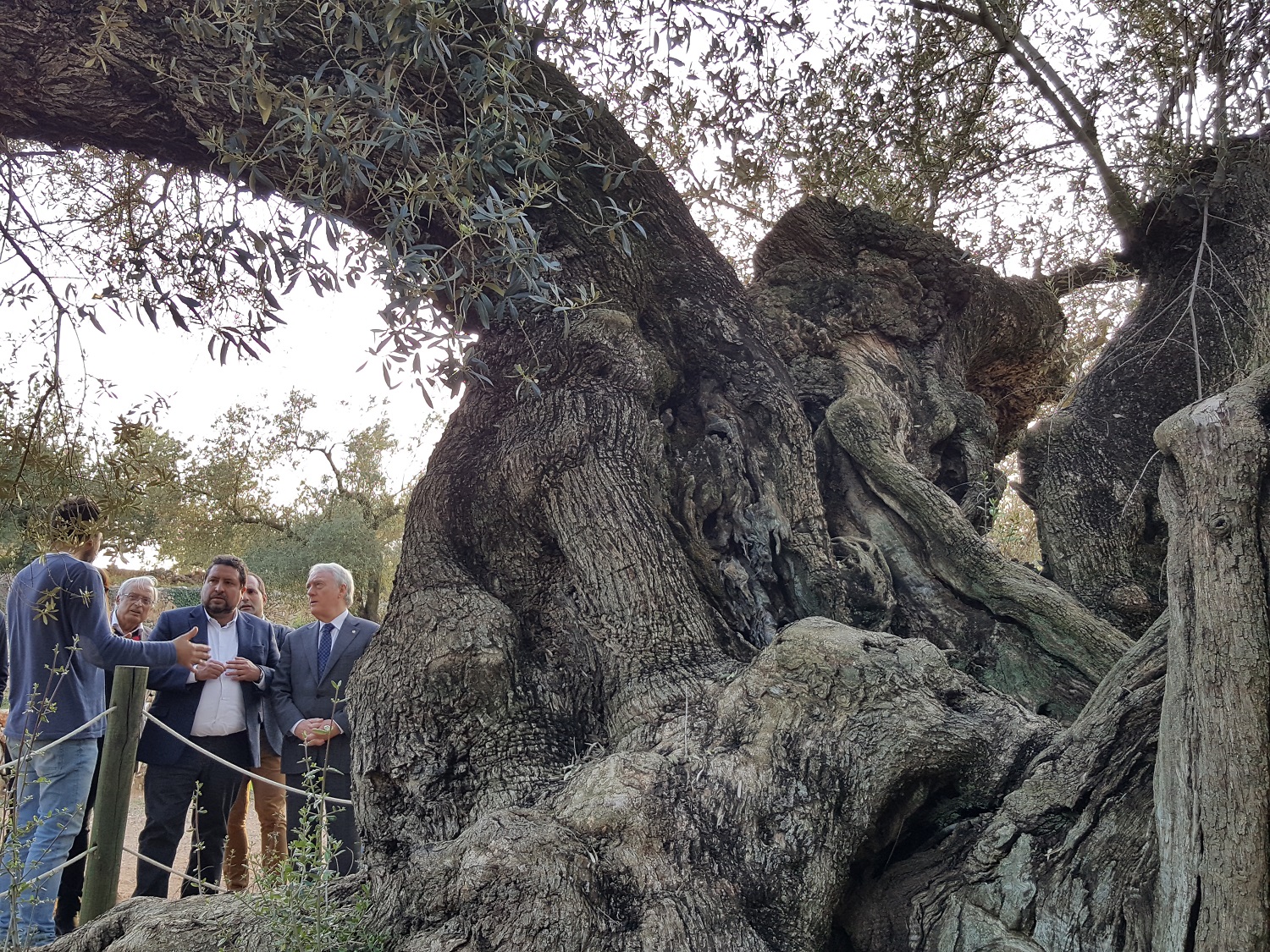 Les oliveres mil·lenàries del Sénia protagonitzen una jornada de reconeixement
