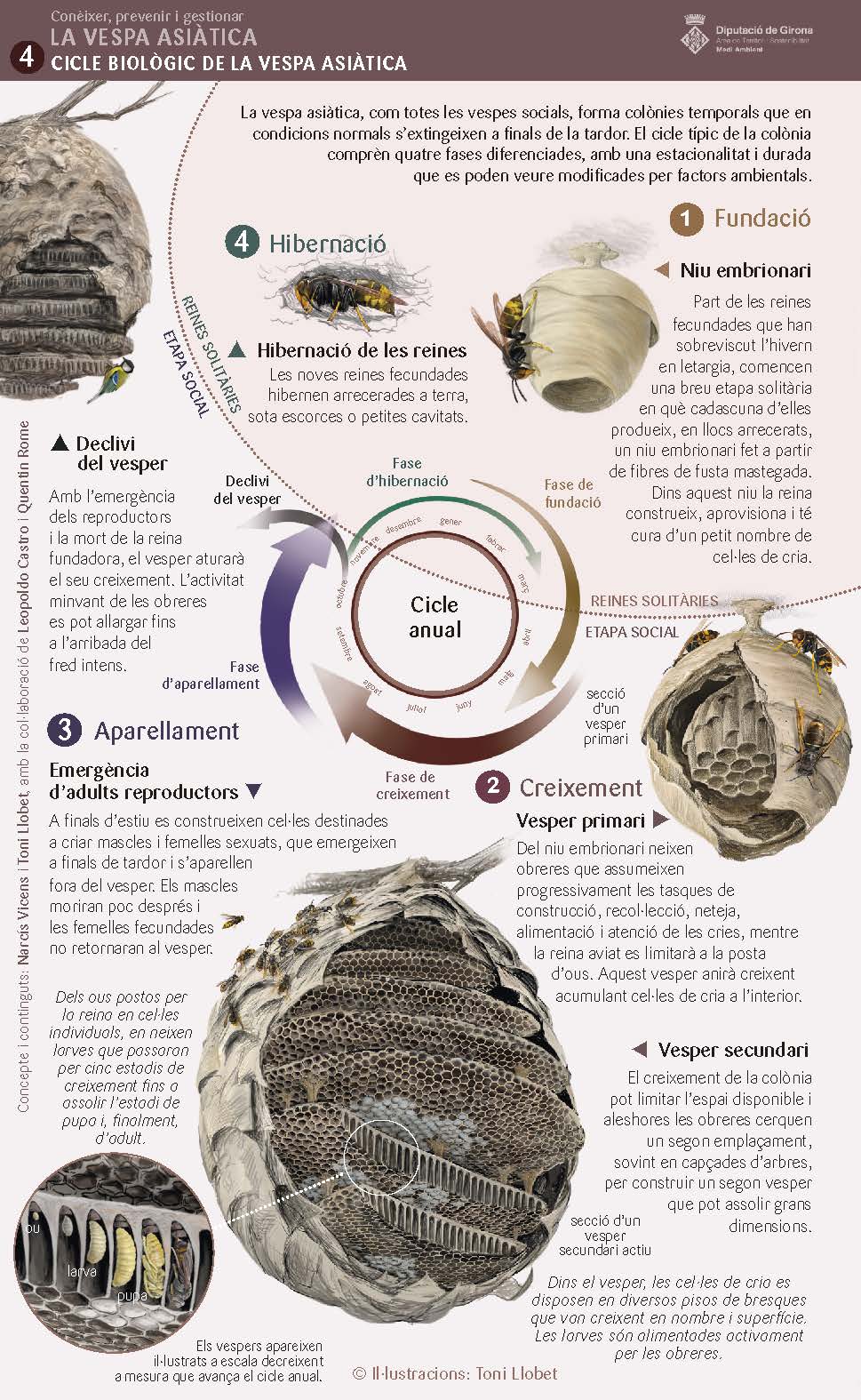 Cicle biològic de la vespa asiàtica