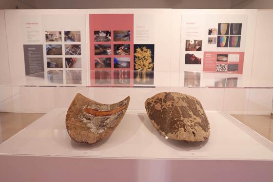 Exposició dels Pavesos a Tortosa