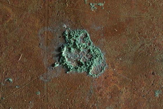 Fotomacrografia (Foto: CR)