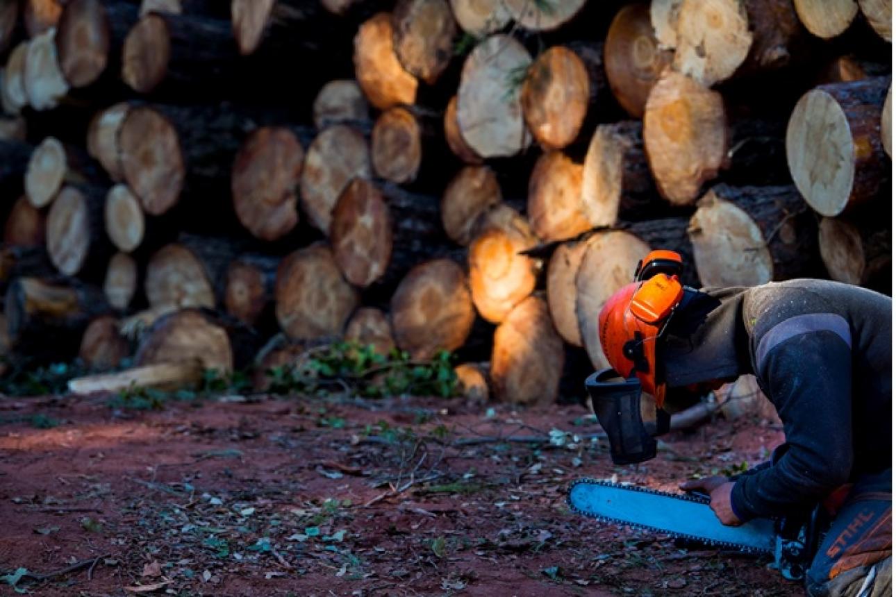 Jornada: Gestió forestal, prevenció d'incendis i valorització de forests tarragonines