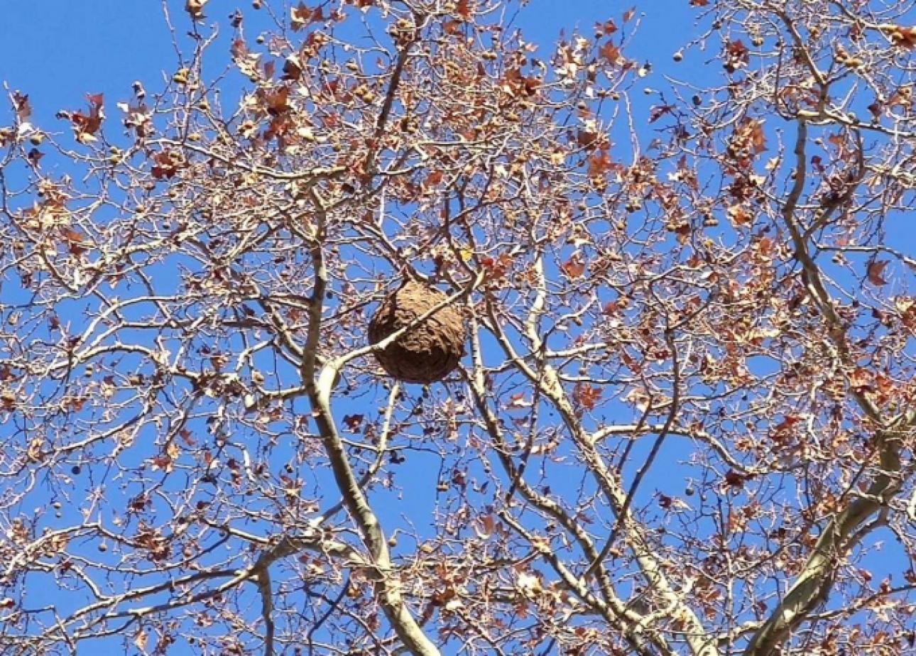 Sessions tècniques virtuals per lluitar contra la vespa asiàtica