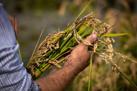 Productor d'arròs de la DOP Arròs del Delta de l'Ebre