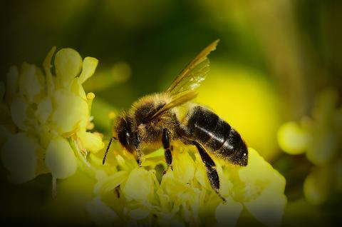 La Diputació subvenciona amb 1,1M€ entitats ambientals i agrupacions de defensa forestal de la demarcació per a impulsar projectes de protecció i millora del medi ambient(Foto: Joan F. Perpiñà)